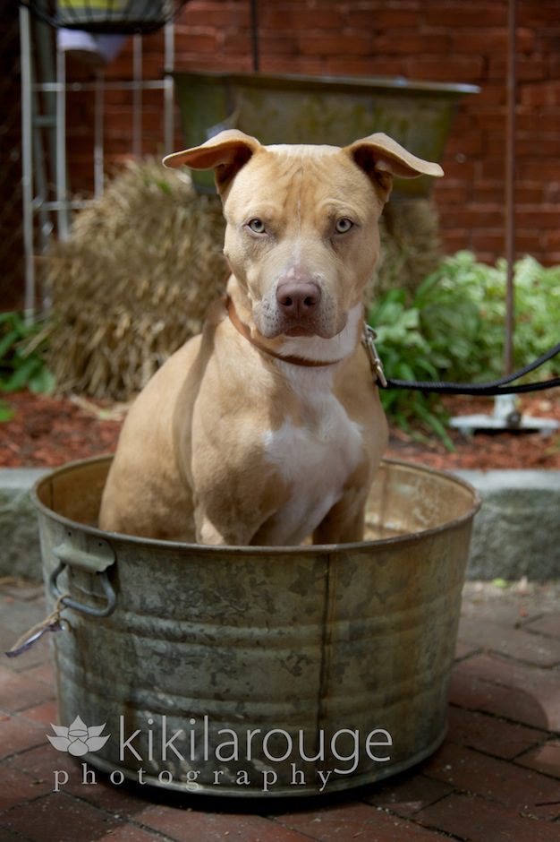 Dog in a Tin Bucket