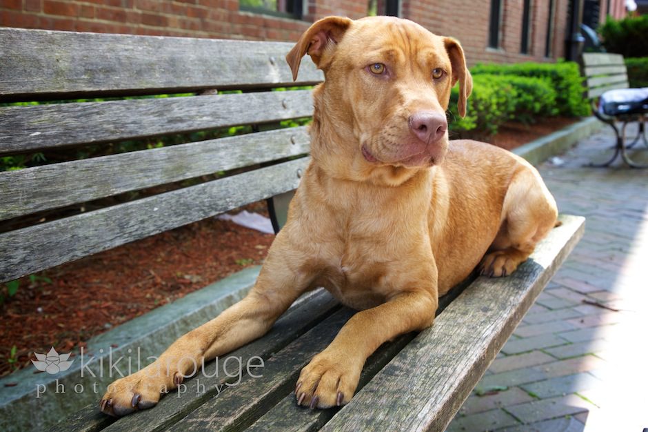 Dog on a Park Bench