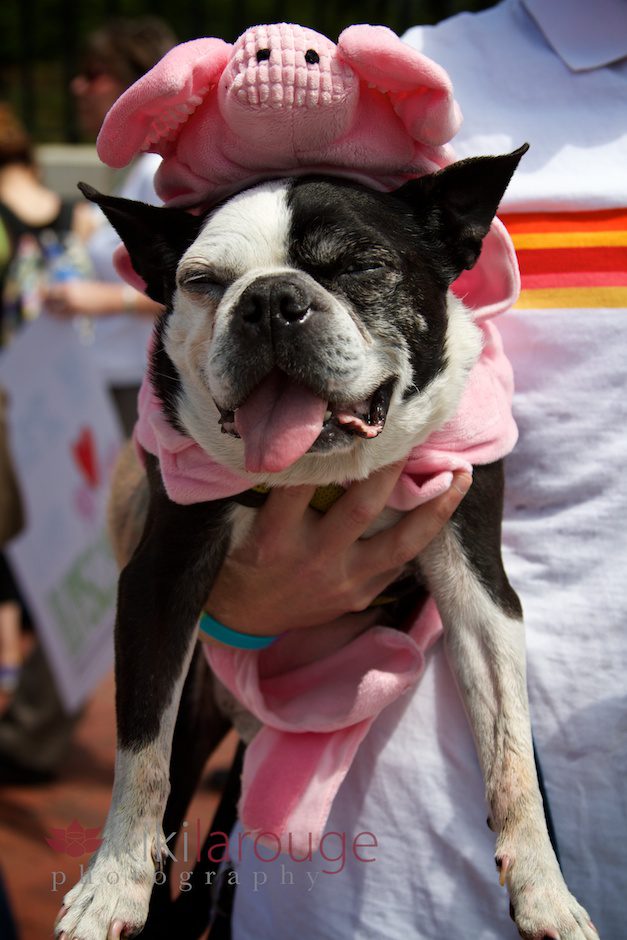 Boston terrier in pig outfit