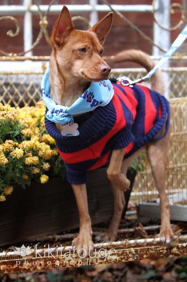 Little dog in sweater