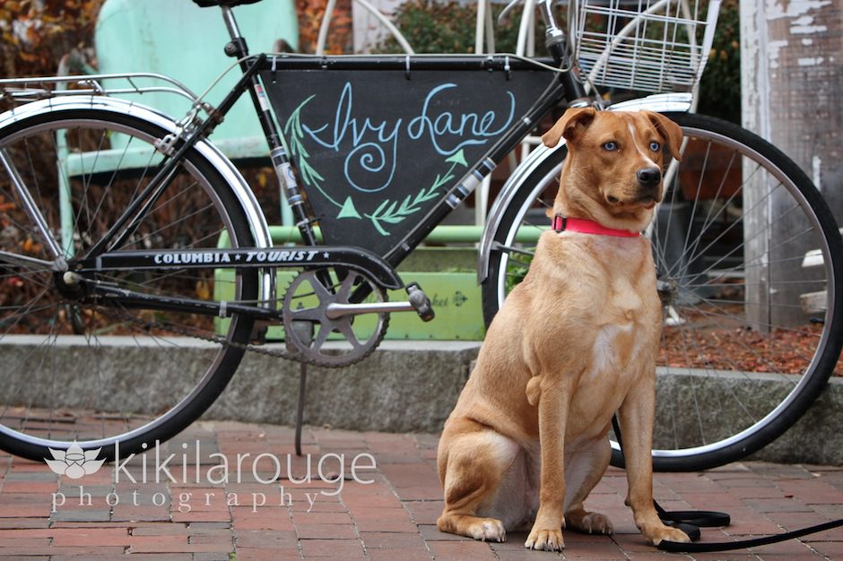 Dog with vintage bicycle