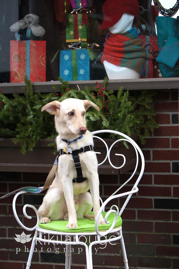 White dog sitting on patio chair