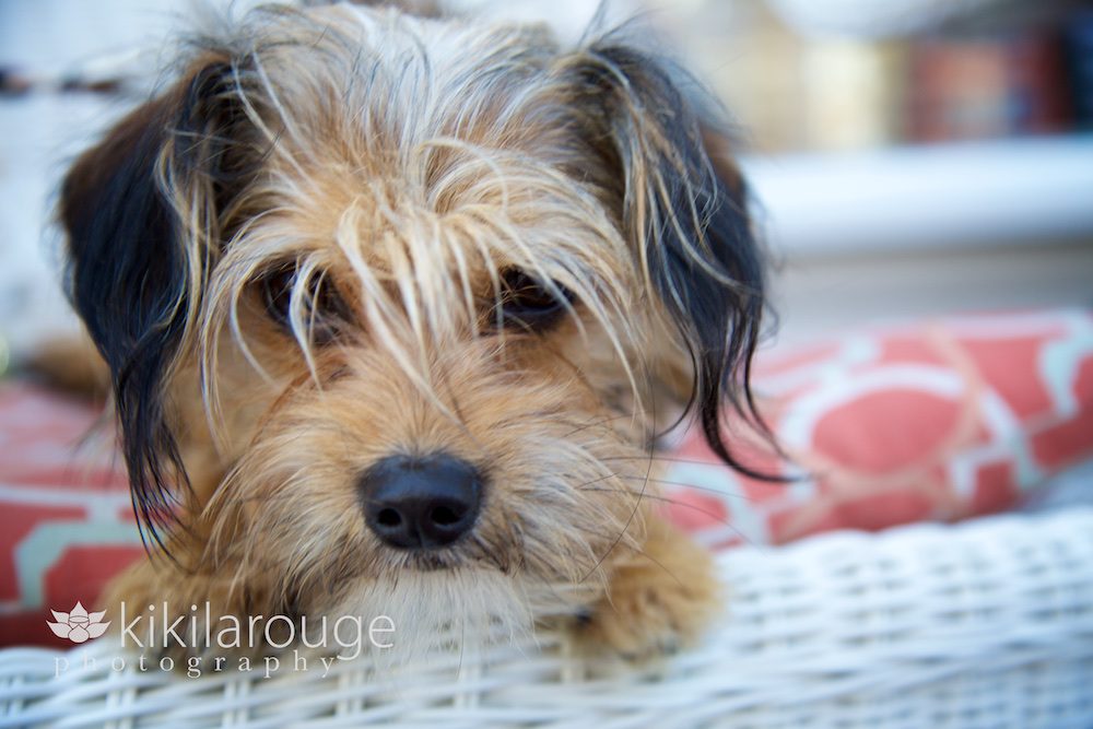 Portrait of Small Rescue Dog