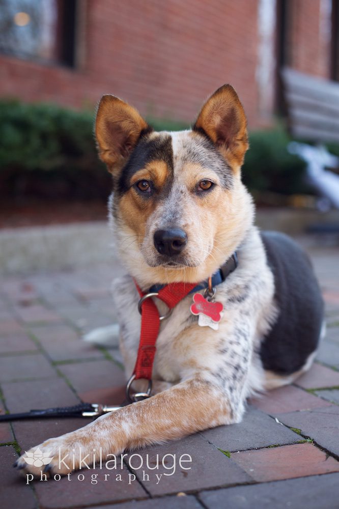 Sweet Rescue Dog Portrait