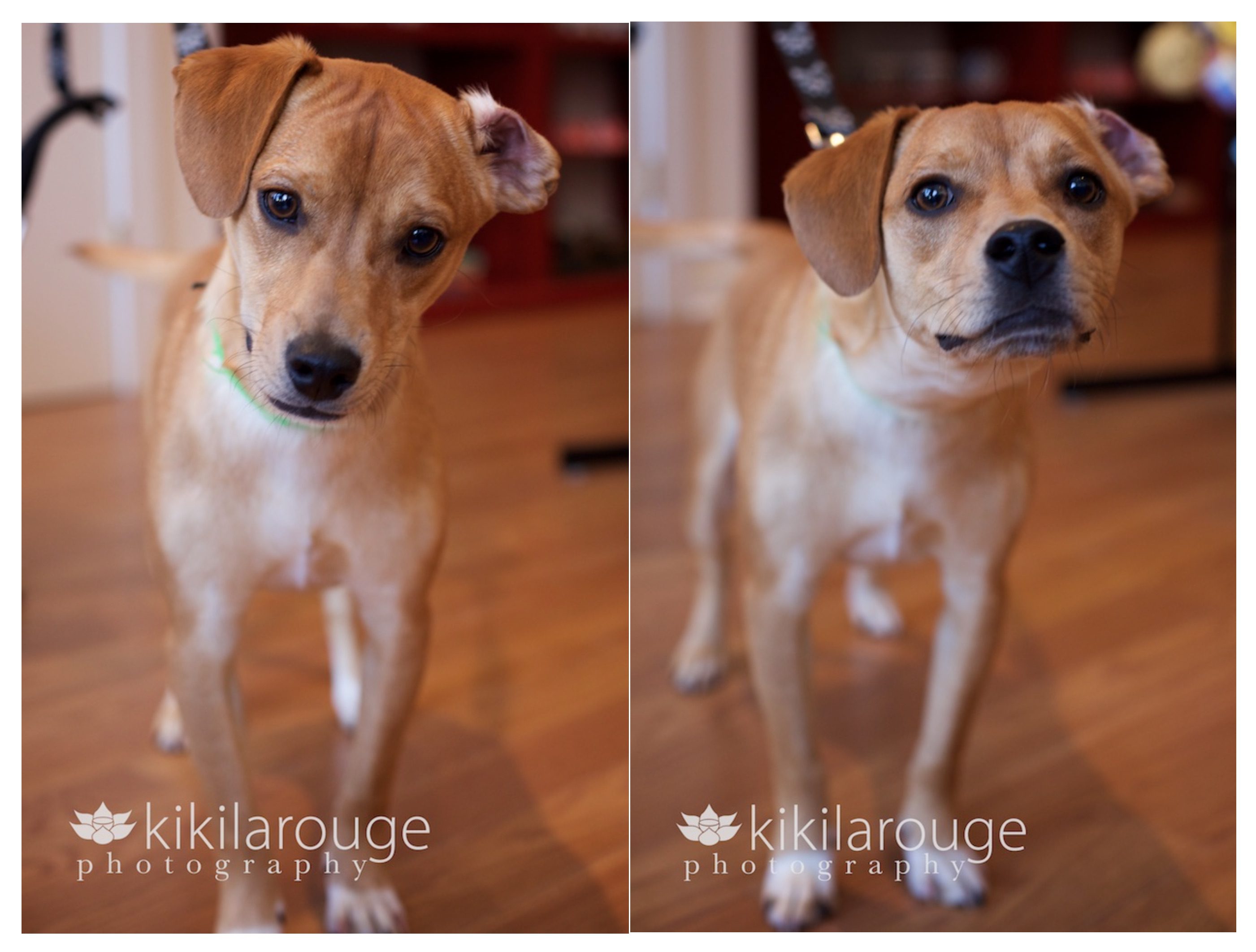 Terrier Mix Rescue Dog Portrait