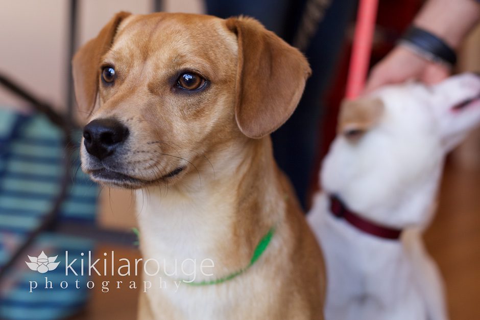 Terrier Mix Rescue Dog Portraits