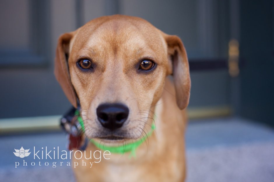 Terrier Mix Rescue Dog Portrait