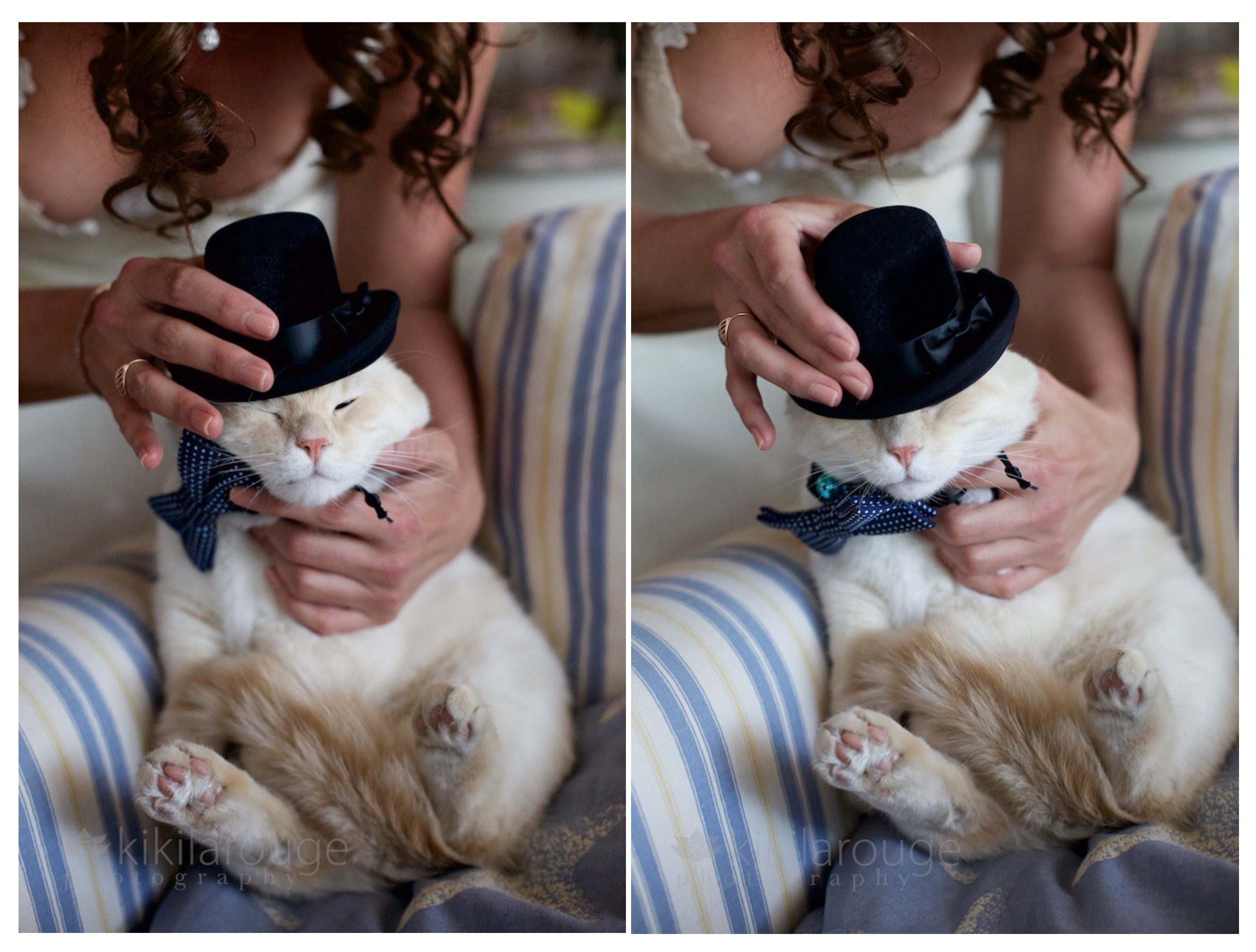 Cat getting ready for wedding