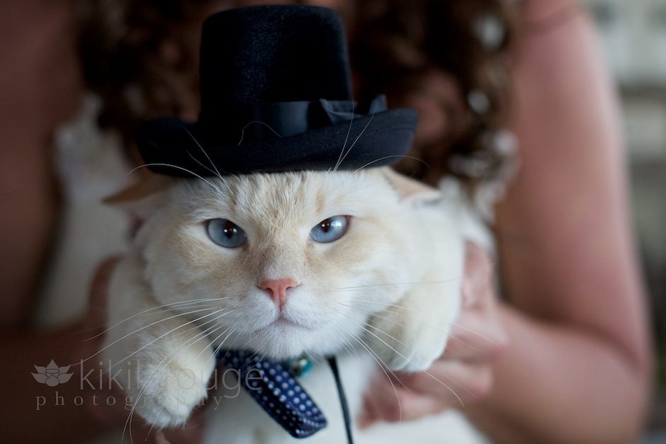 Cat dressed for wedding
