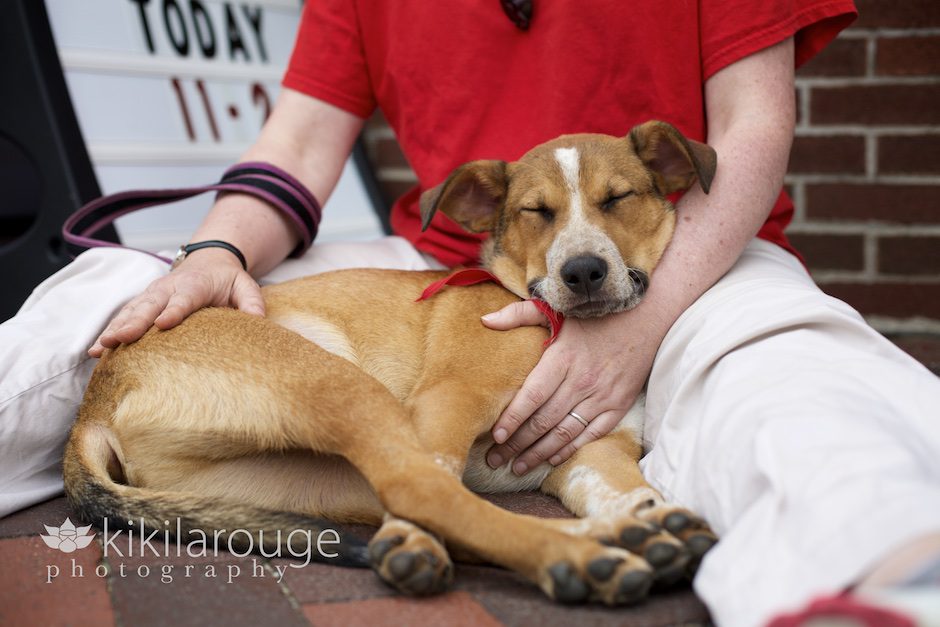 Rescue Dog Portrait in Newburyport