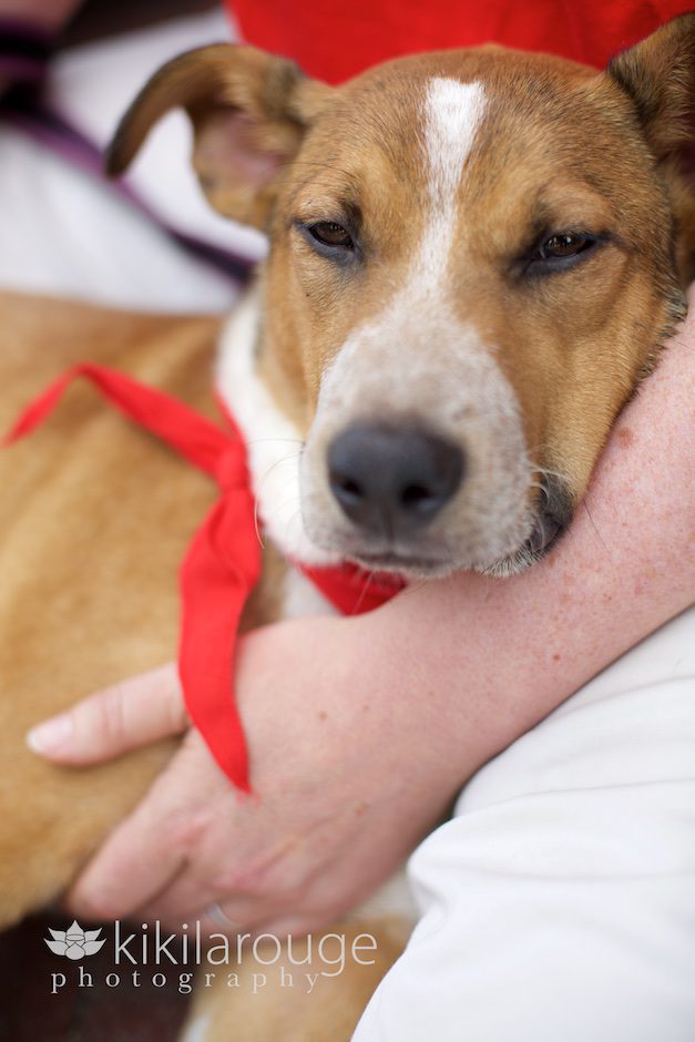 Rescue Dog Portrait in Newburyport