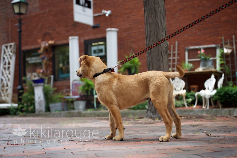 Lab/Shar Pei Rescue Dog Portrait