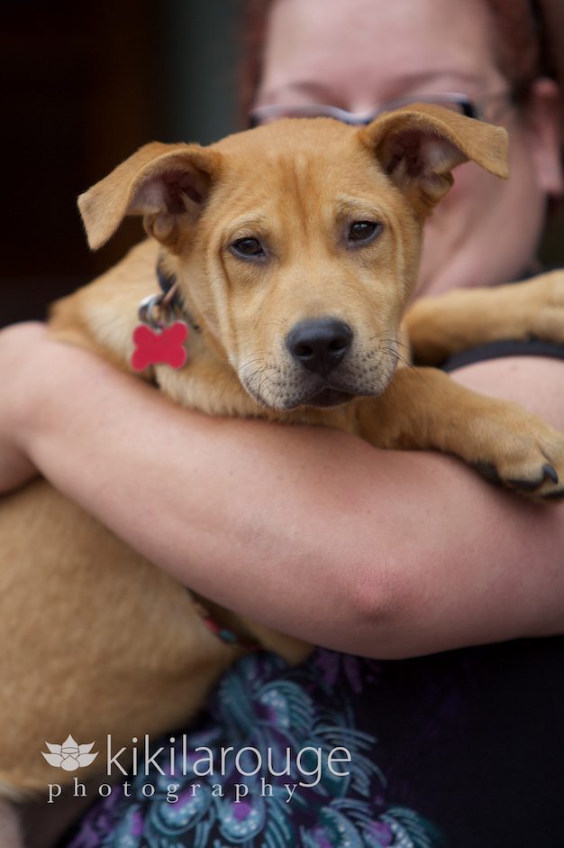 Lab/Shar Pei Rescue Dog Portrait