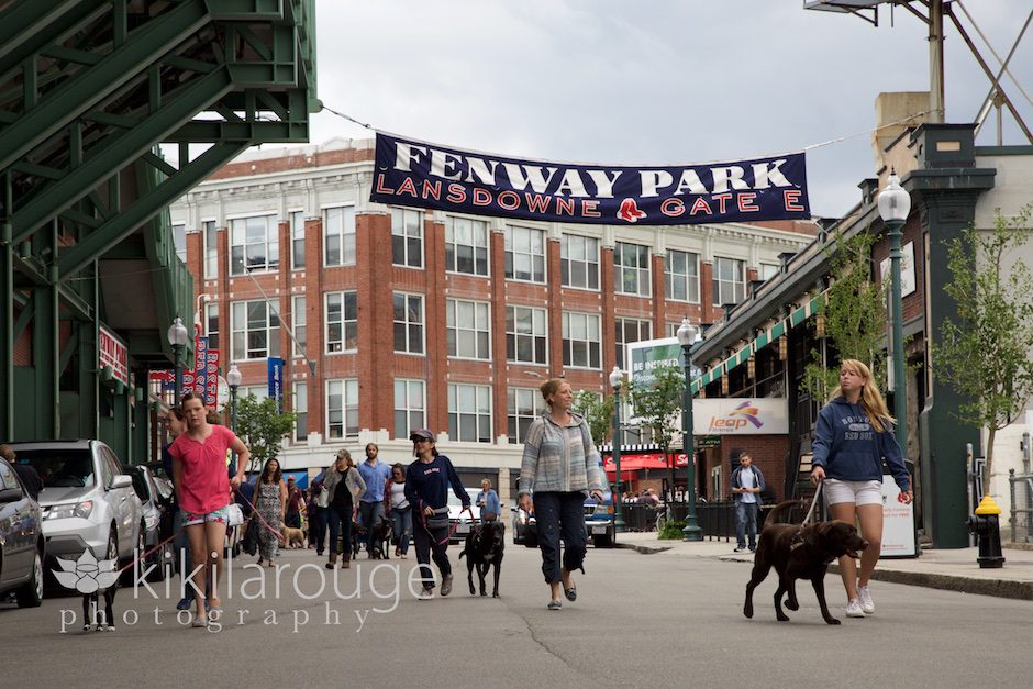 Dog Day at Fenway Park Boston