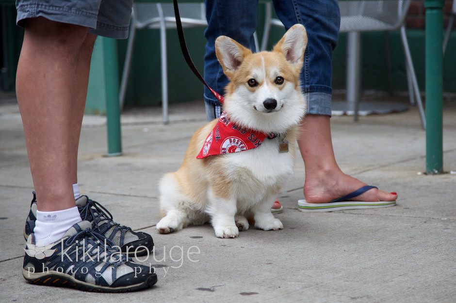 Dog Day at Fenway Park Boston