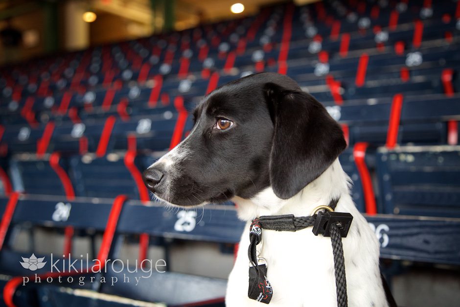 Pointer mix rescue dog at Fenway Park
