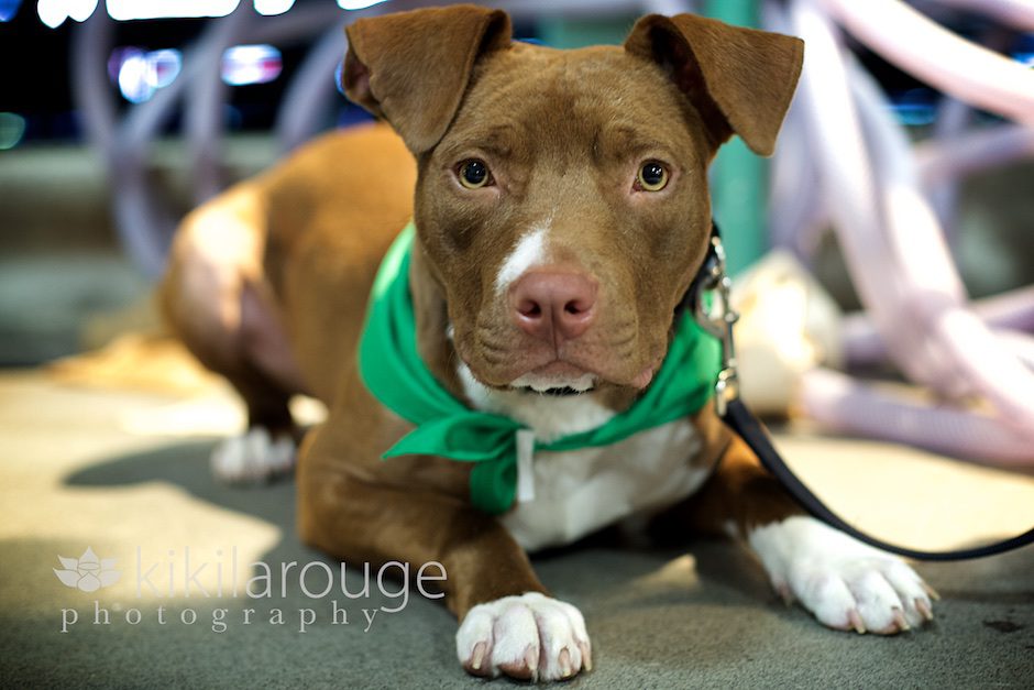 Pit Bull Terrier Mix at Fenway
