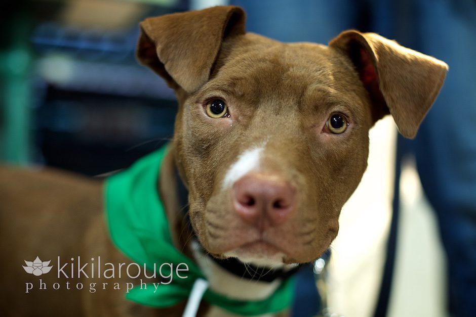Pit Bull Mix Rescue at Fenway