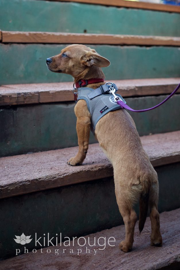 Rescue Dog in Fenway dugout