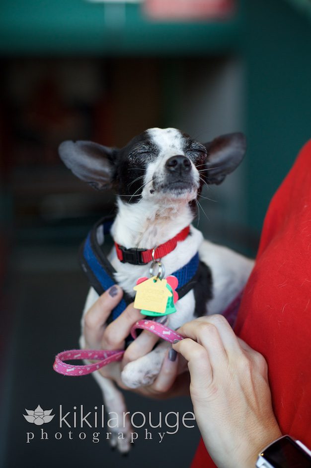 Chihuahua Rescue Dog from Puppy Mill
