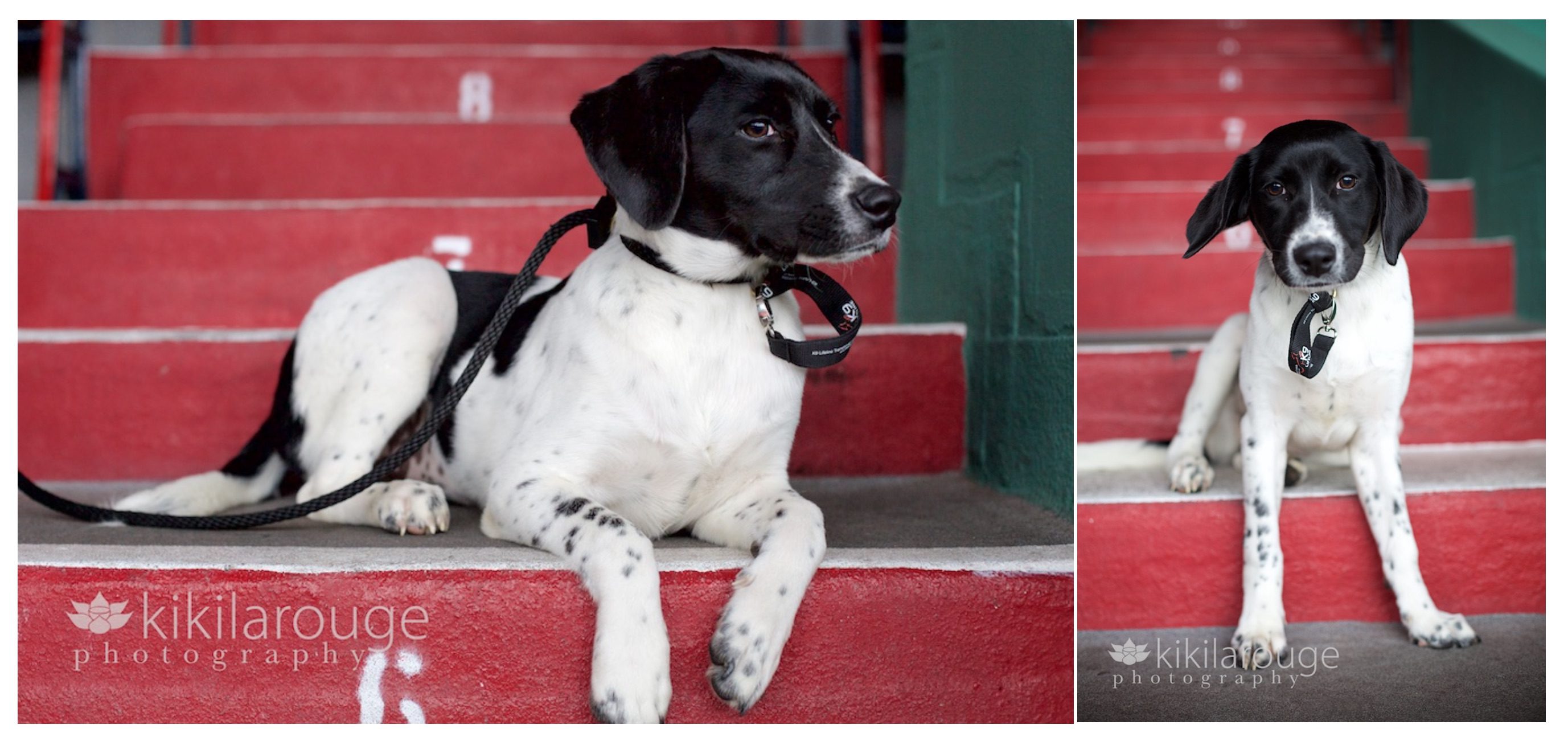 Pointer mix rescue dog at Fenway Park