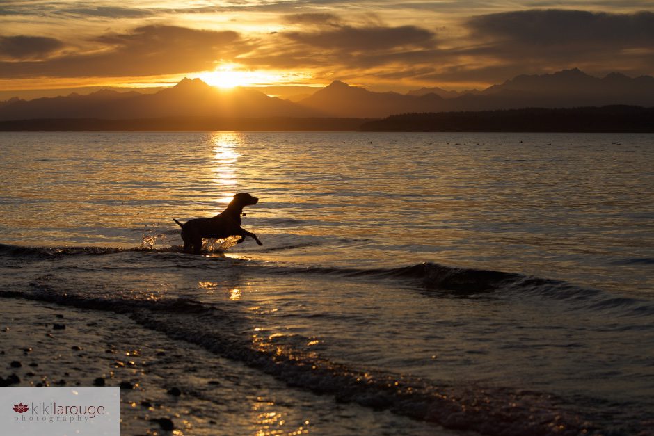Dog Silhoutte at Seattle Sunset
