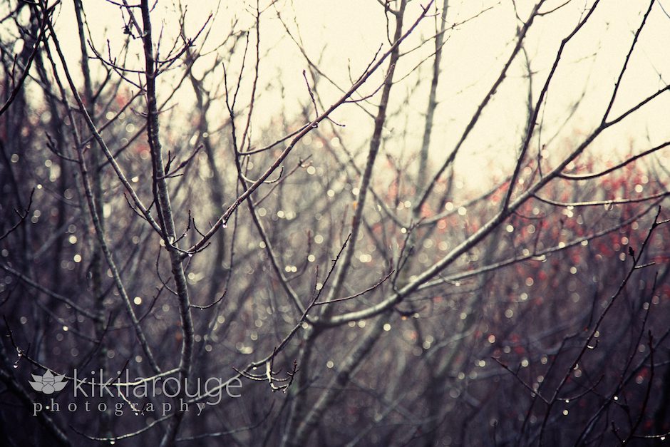Winter Berries in Mist