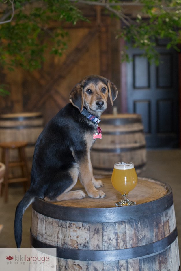 Rescue Puppy at Mystic Brewery