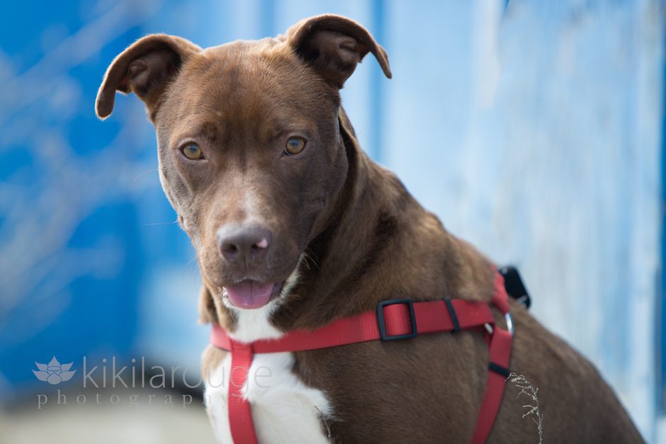 Brown Pit Bull Mix Rescue