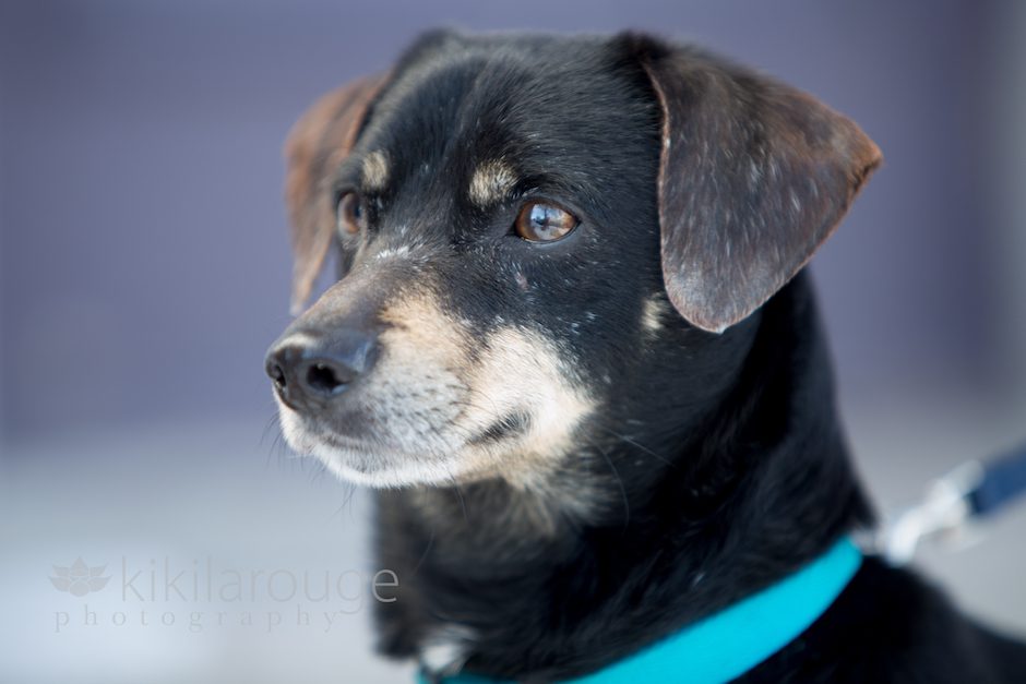 Dachshund Rescue Dog in Newburyport