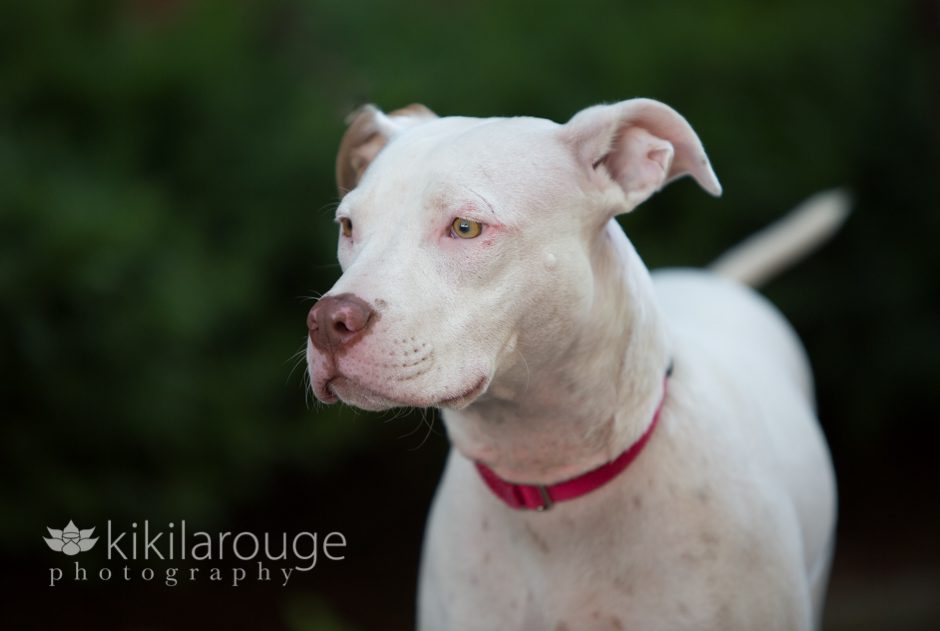 White Pit Bull Mix Rescue in Courtyard