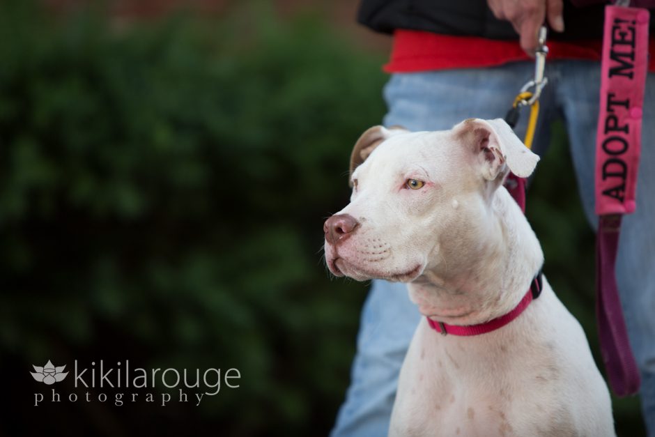 White Pit Bull Mix Rescue in Courtyard