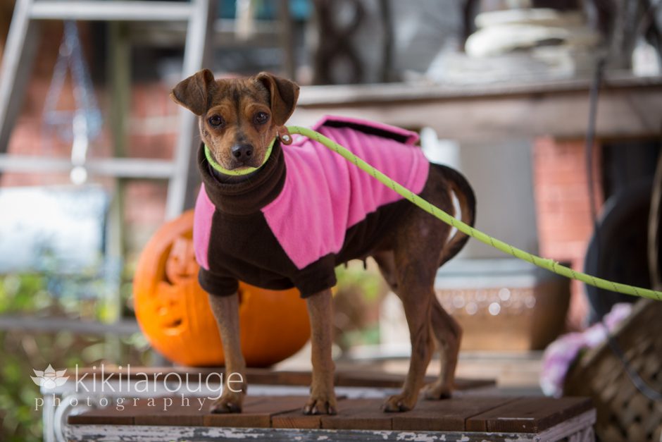 Chihuahua Rescue dog with Pink Coat