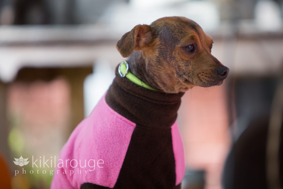 Chihuahua Rescue dog with Pink Coat