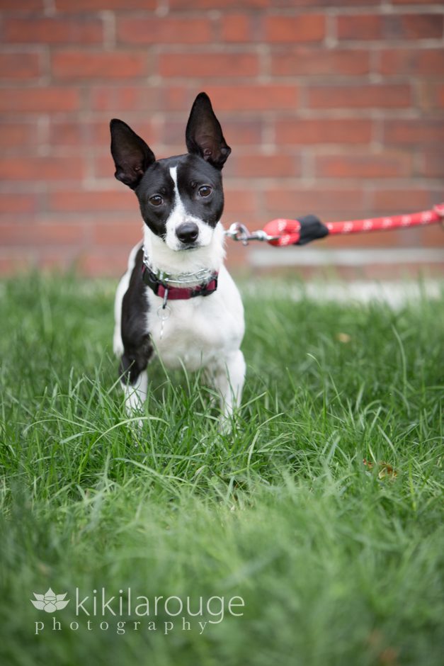 Jack Russell Mix Rescue Dog