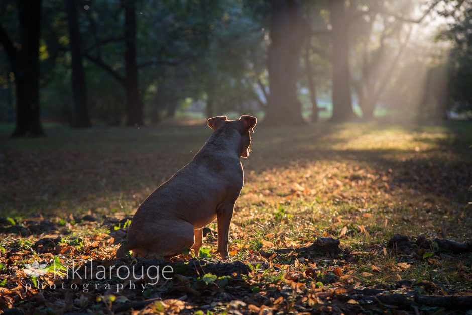 Rescue Pit in forest with sunlight bursts