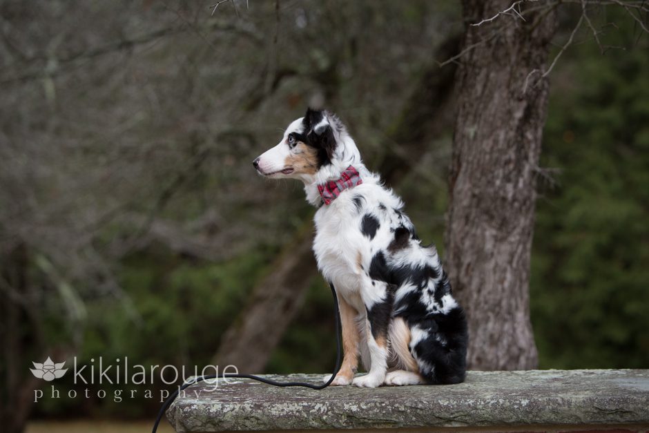 Puppy on stone wall in park