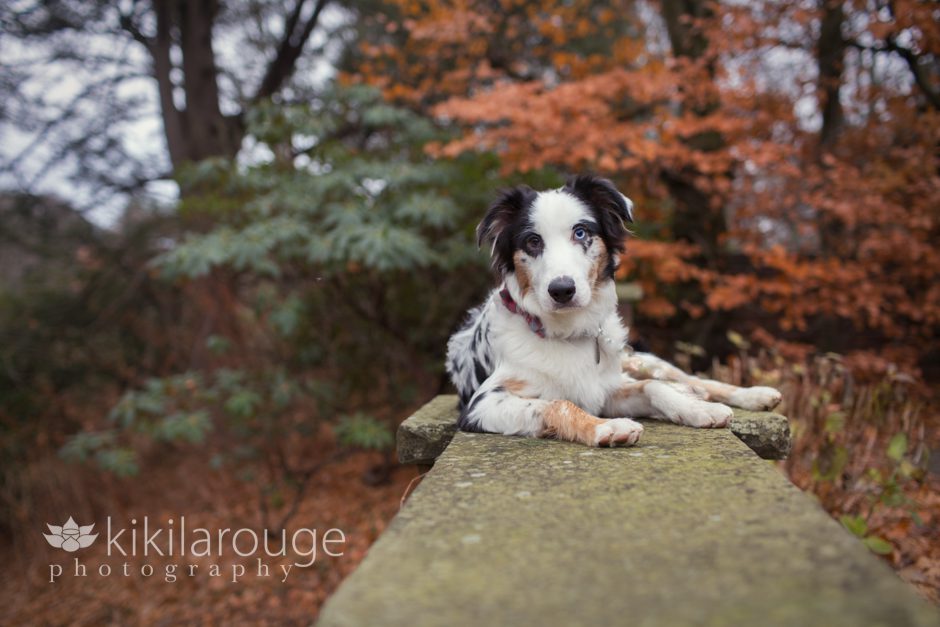 Puppy on stone all in fall