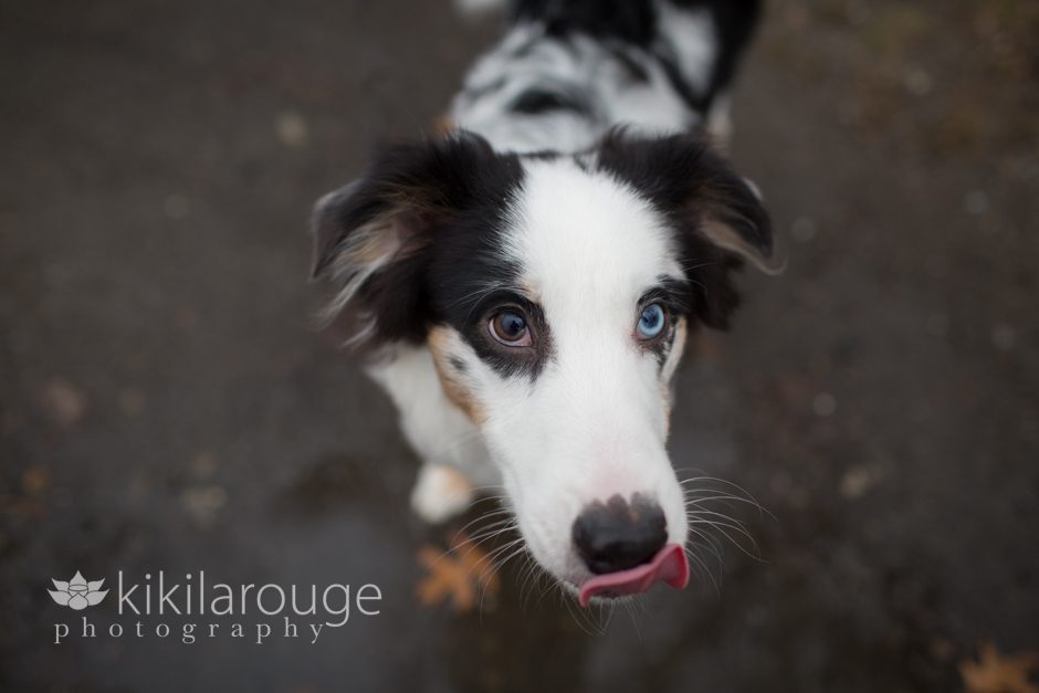Australian Puppy with tongue out