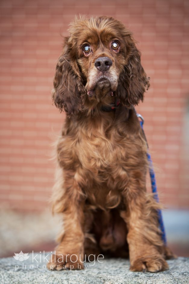 Blind cocker spaniel rescue dog at library