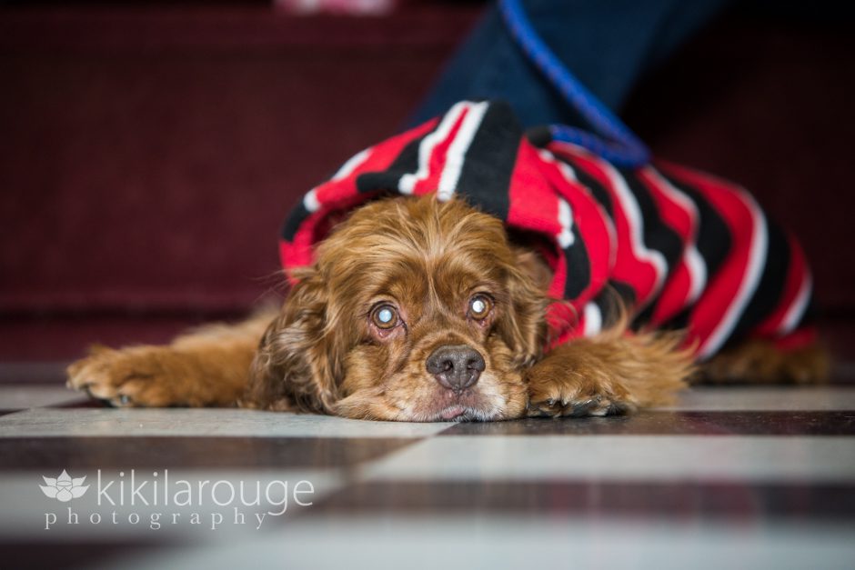 Cocker Spaniel rescue dog on checkered floor