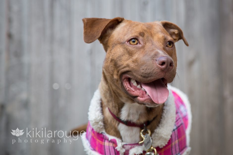 Pit mix rescue dog in pink Jacket