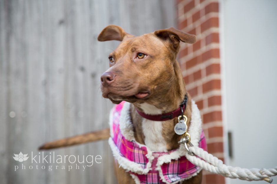 Pit mix rescue dog in pink Jacket