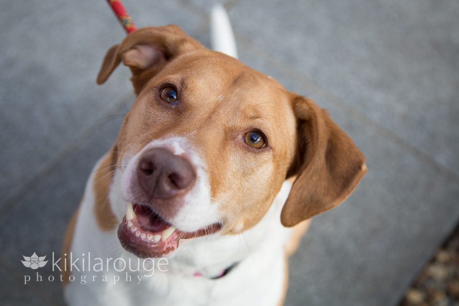 Portrait of Hound Rescue Dog