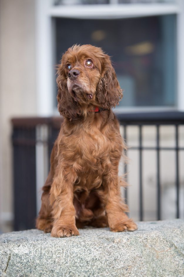 Blind cocker spaniel rescue dog at library