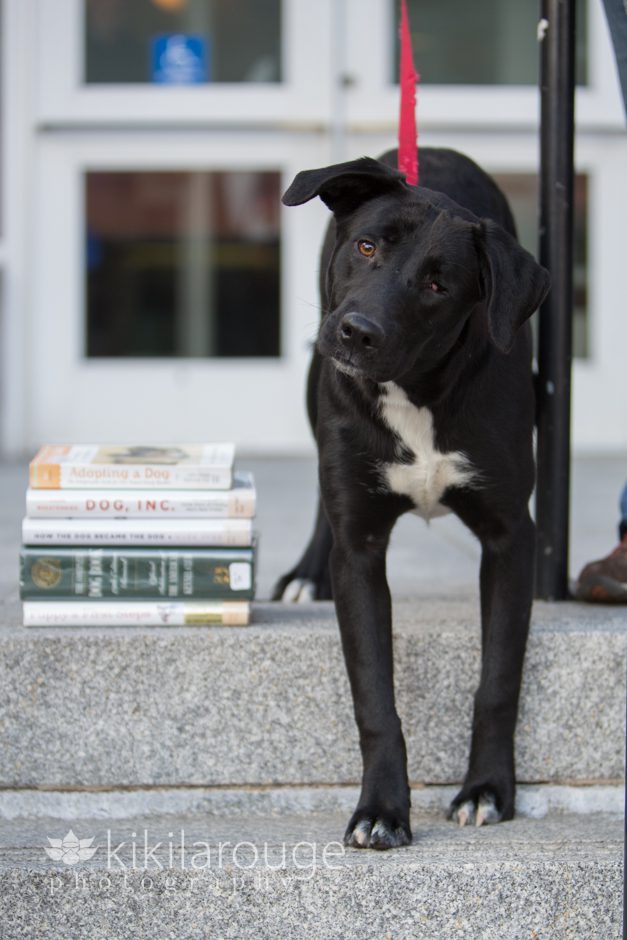 Black lab mix rescue dog at library