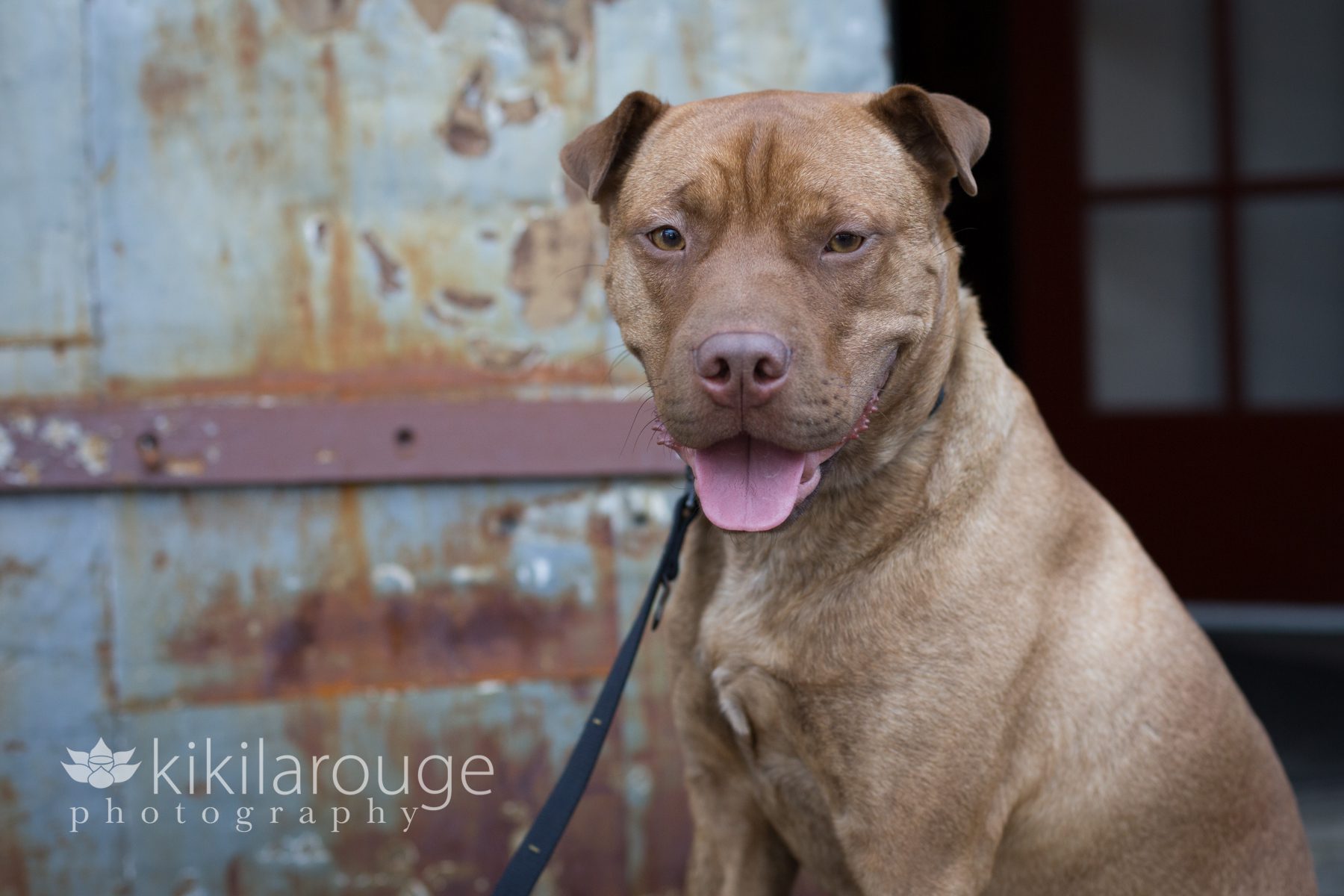 Rescue Dog Portrait