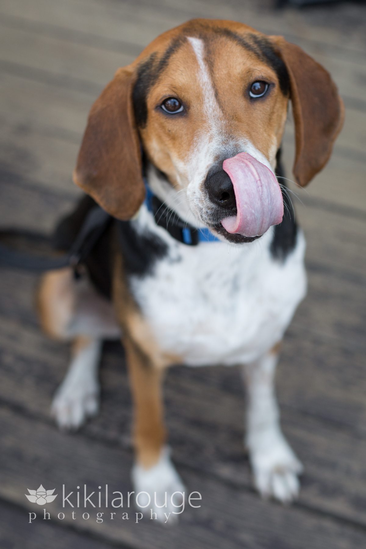 Coon Hound Rescue Dog Portrait