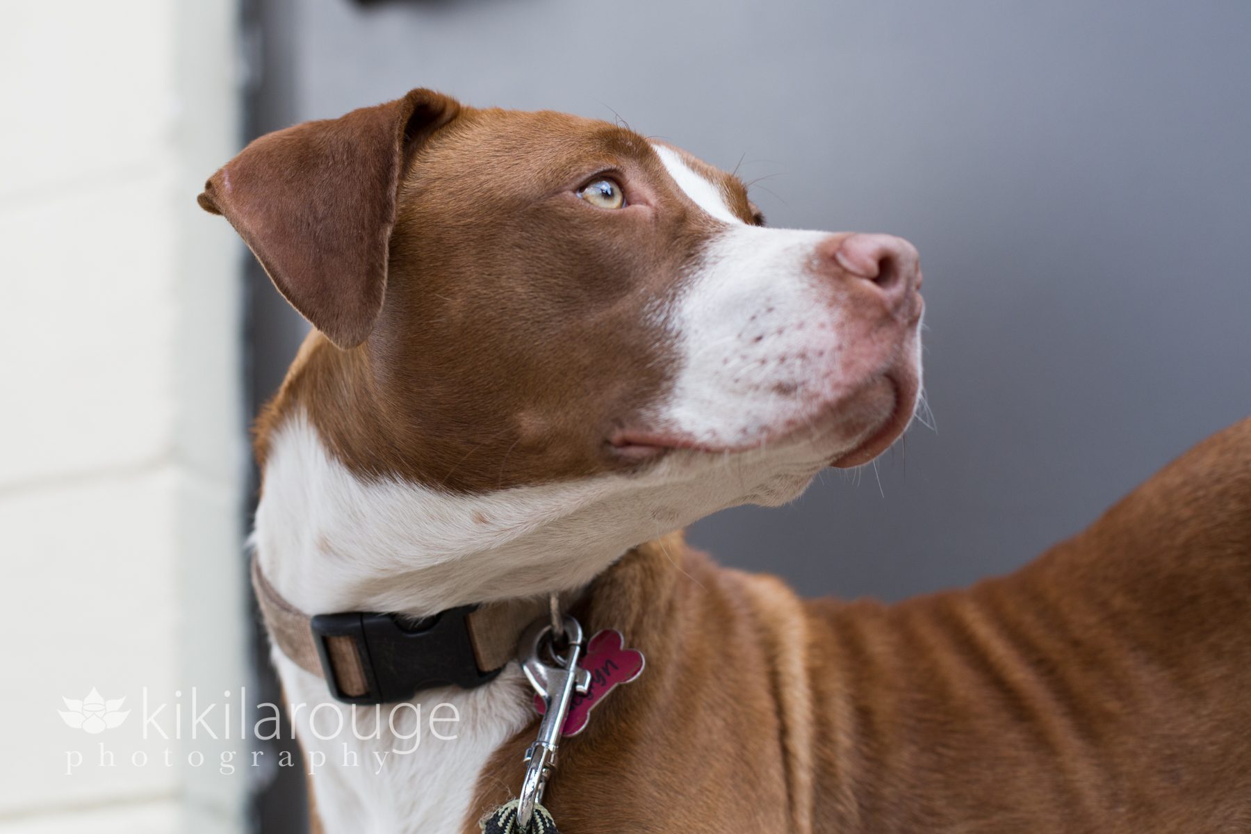 Portraits of Pit Mix Rescue Dog