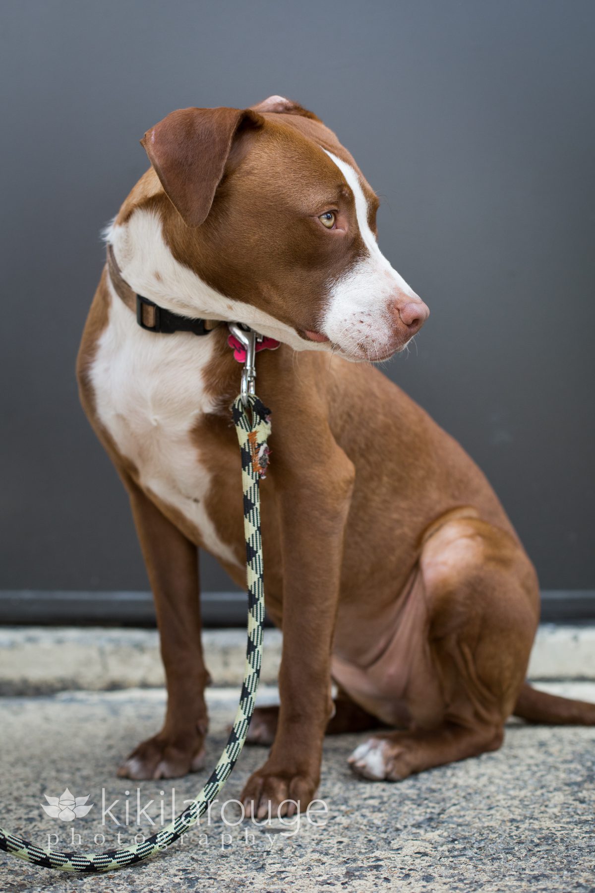 Portraits of Pit Mix Rescue Dog